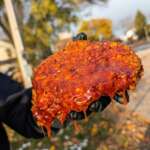 1BuzzBitesFoodAsset66543